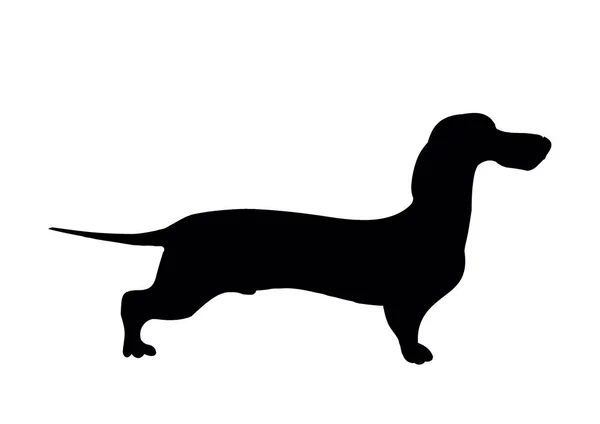 Silueta Dachshund. Silueta negra de un perro tejón de patas cortas — Archivo Imágenes Vectoriales