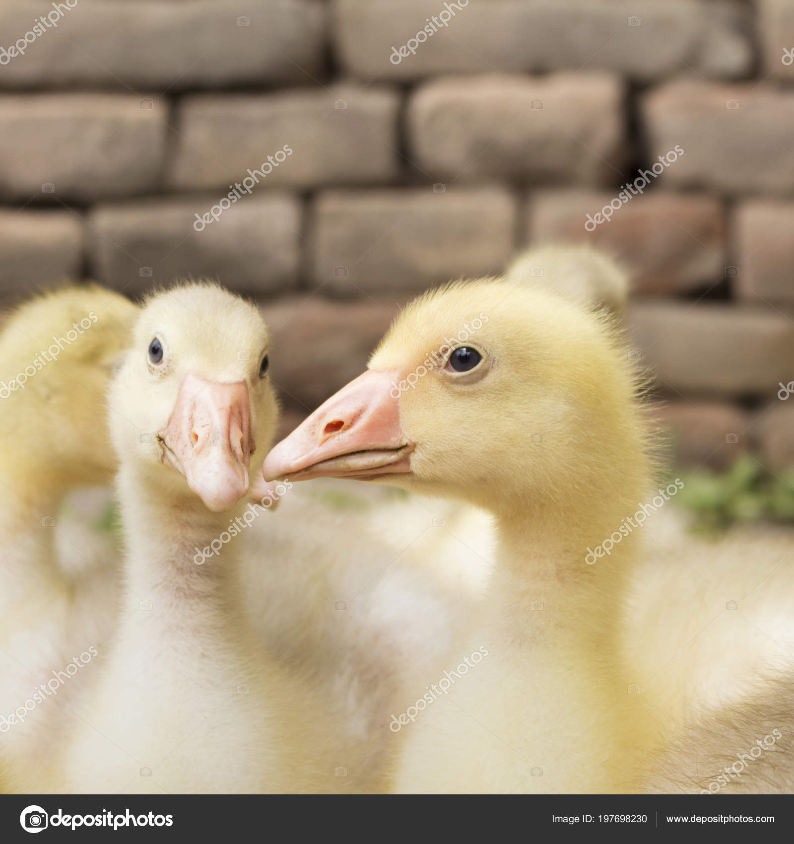 すべての動物の画像 50 素晴らしい可愛い 赤ちゃん 動物
