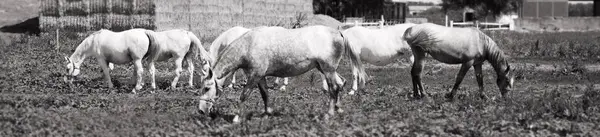 Vackra Hästar Gården Utfodring Betesmark — Stockfoto