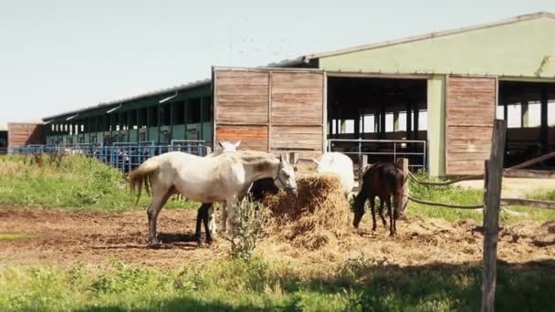 Лошади Ферме Пасутся Пастбищах — стоковое видео