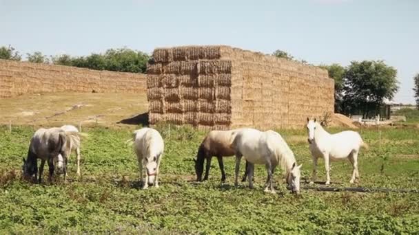 在牧场喂草的美丽的马 — 图库视频影像