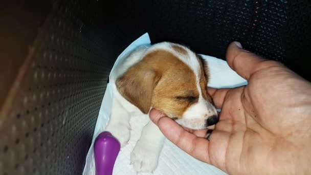 Jack Russell Terrier Dois Meses Idade Filhote Cachorro Sendo Acariciado — Vídeo de Stock