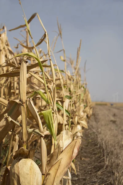 Kukuřičné Pole Připravena Sklizni Větrné Farmy Pozadí — Stock fotografie