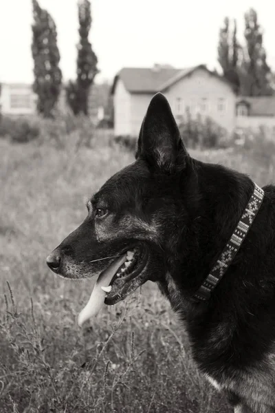 Schäferhund Mischlingshund Aus Nächster Nähe — Stockfoto