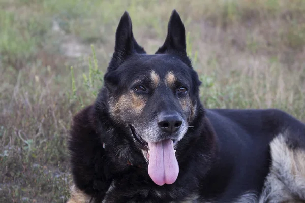 Schäferhund Mischlingshund Aus Nächster Nähe — Stockfoto