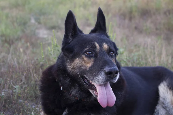 Schäferhund Mischlingshund Aus Nächster Nähe — Stockfoto