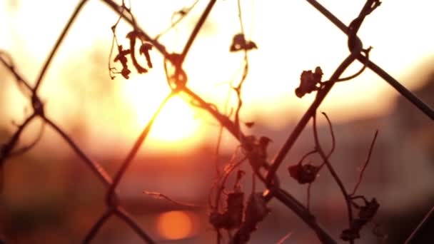 Golden Hour Sunset Chain Link Fence — Stock Video