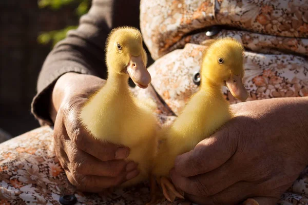 Ducklings gehouden in dames handen. Schattige baby dieren — Stockfoto