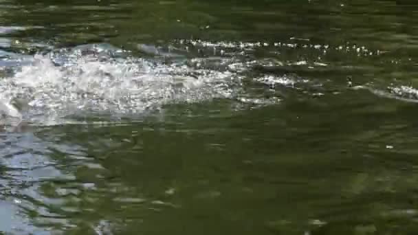 Rybí Rybka Plavání Sladkovodní Jezero Přírodě Při Krmení — Stock video