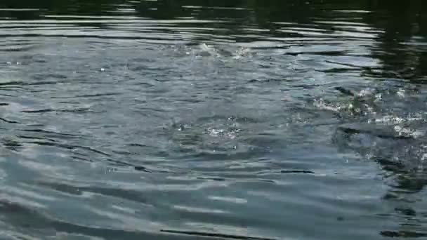 Rybí Rybka Plavání Sladkovodní Jezero Přírodě Při Krmení — Stock video