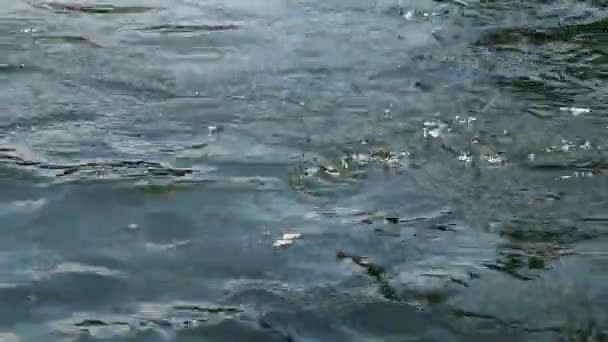 Karpfenfische Schwimmen Süßwassersee Der Natur Und Werden Gefüttert — Stockvideo