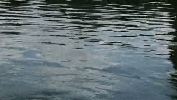 먹이를 주면서 자연에서 호수에서 수영하는 물고기 — 비디오