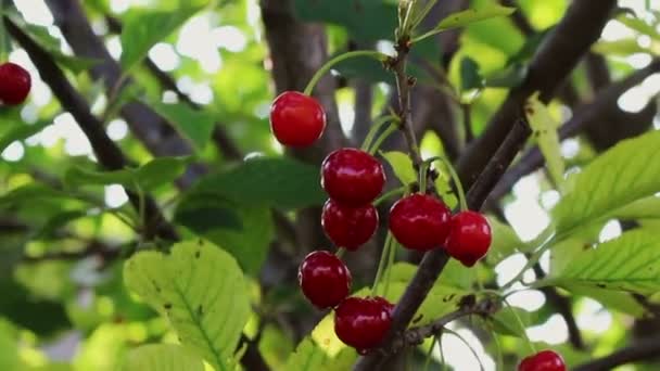 樱桃树和樱桃在果园的风中摇摆 美味的夏季水果收获 — 图库视频影像