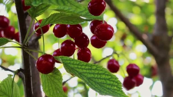 Cerezo Cerezas Balanceándose Viento Huerto Deliciosa Cosecha Frutas Verano — Vídeos de Stock