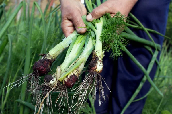 Cebolla verde fresca cosechada por una anciana en el jardín — Foto de Stock