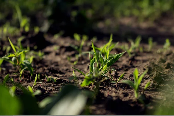 El perejil y la vegetación crecen en el jardín — Foto de Stock