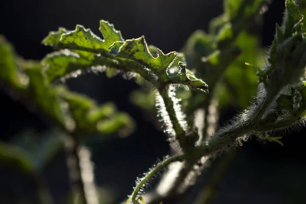 Primeros planos de la planta verde orgánica en el jardín — Foto de Stock