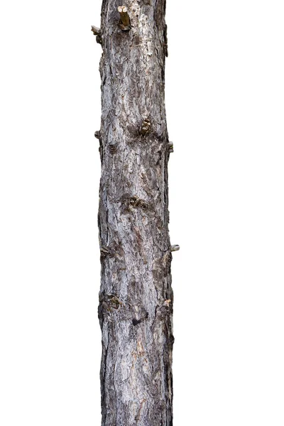 Κορμός δέντρου απομονωμένο σε λευκό φόντο. Για χώρο αντιγραφής, βέλη, πινακίδες, πινακίδες και οδηγίες — Φωτογραφία Αρχείου