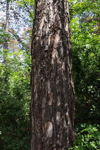 Un tronc d'arbre dans les bois. Pour l'espace de copie, flèches, panneaux, panneaux et directions — Photo