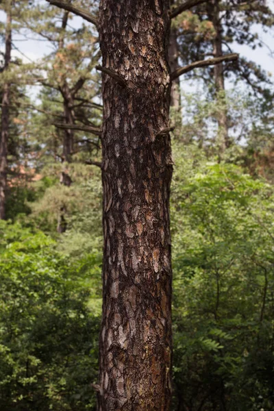 Tree Trunk az erdőben. A másolás Space, nyilak, jelek, jelzőtáblák és irányok — Stock Fotó