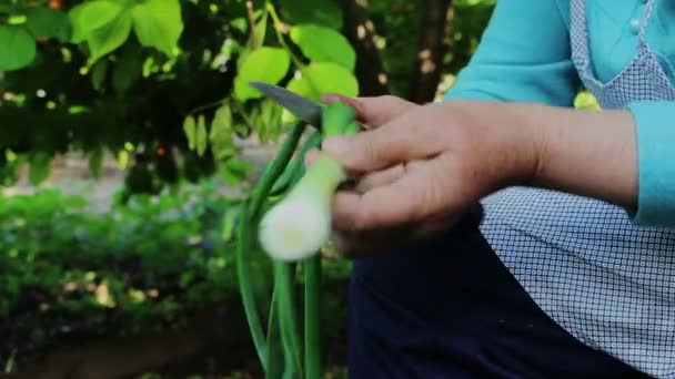 Fresh Green Onion Skördas Och Renas Gammal Kvinna Trädgården — Stockvideo