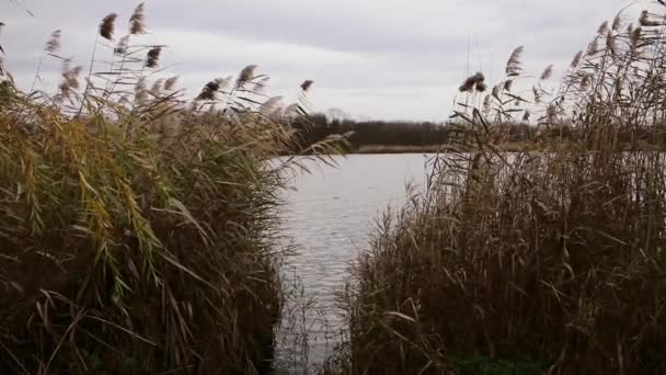 Reed Lago Balançando Vento Câmera Lenta Fps — Vídeo de Stock