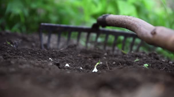 Plantar Cebollas Orgánicas Jardín — Vídeo de stock