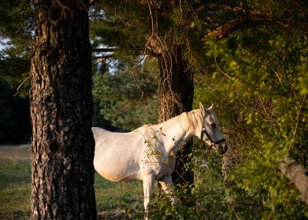 Belo Cavalo Branco Pasto Pôr Sol — Fotografia de Stock