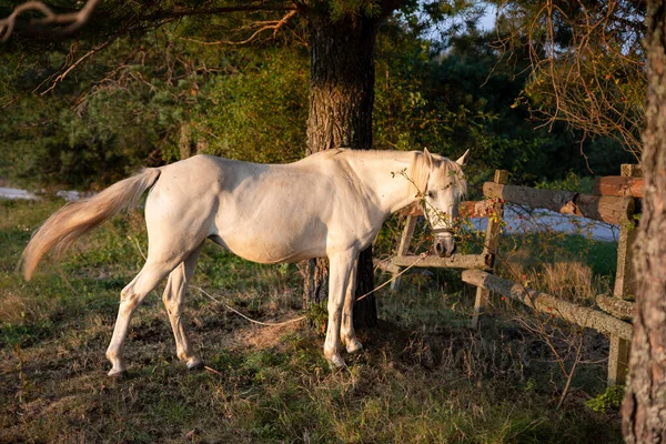 Vacker Vit Häst Betesmark Vid Solnedgången — Stockfoto