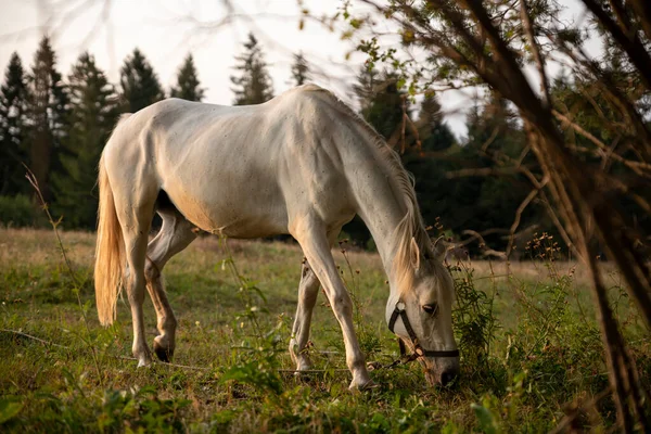 Όμορφο Λευκό Άλογο Βοσκότοπο Στο Ηλιοβασίλεμα — Φωτογραφία Αρχείου