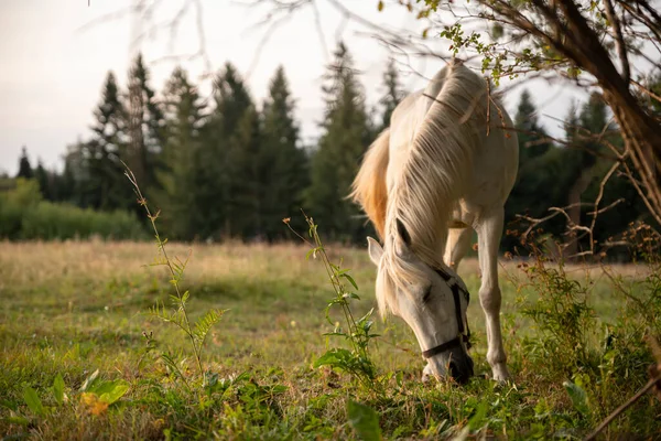 Belo Cavalo Branco Pasto Pôr Sol — Fotografia de Stock