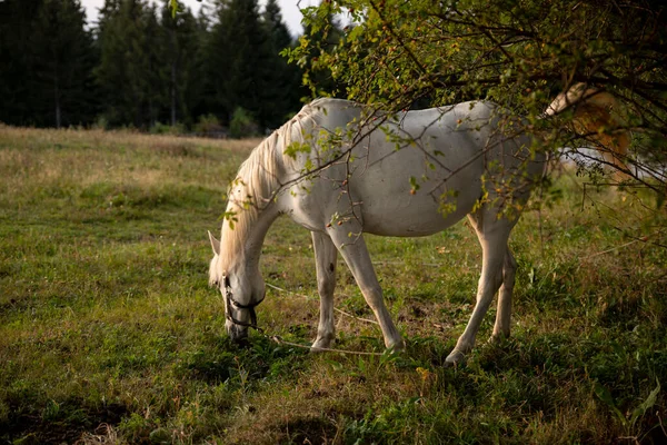 Красивий Білий Кінь Пасовищі Заході Сонця — стокове фото