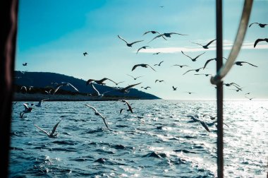 Hırvatistan - Hırvatistan 'da mavi denizde birçok martı suyun üzerinde uçuyor