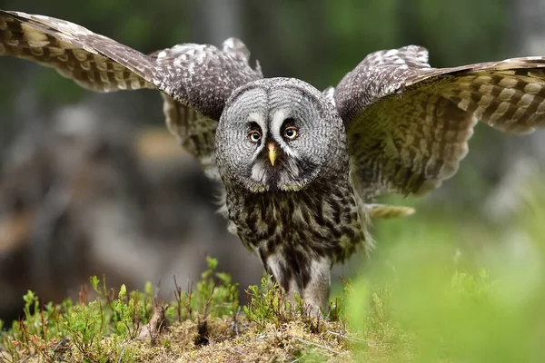 グレートグレーフクロウの肖像画 獲物の鳥 — ストック写真