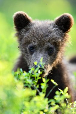 kahverengi ayı yavrusu portresi