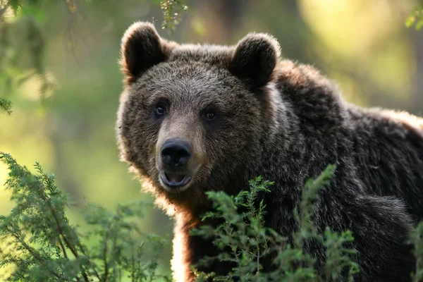 Brunbjörnsporträtt Sommarskogen — Stockfoto