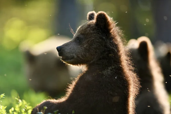 Filhote Urso Marrom Floresta Verão — Fotografia de Stock