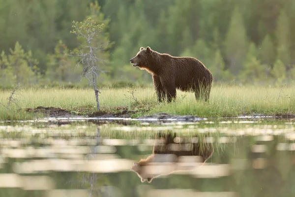 Μεγάλη Αρσενική Καφέ Αρκούδα Άγριο Τοπίο Taiga Βράδυ Του Καλοκαιριού — Φωτογραφία Αρχείου