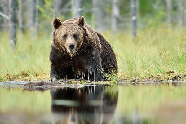 Bruine Beer Het Water Zomer Taiga Bos Achtergrond — Stockfoto