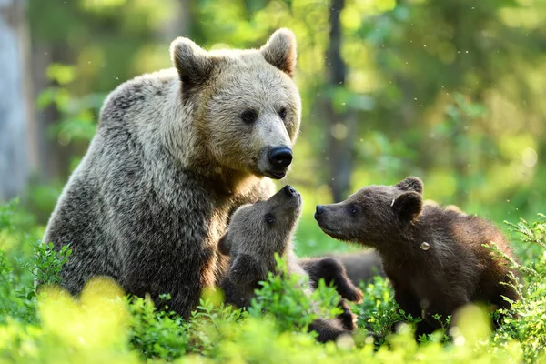 Braunbär Mit Jungen Sommerwald — Stockfoto