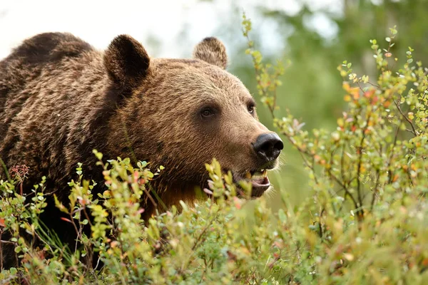 Grande Masculino Marrom Urso Close Retrato — Fotografia de Stock