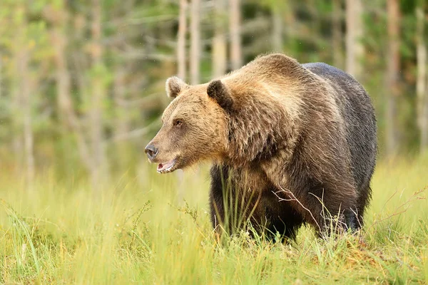 Velký Medvěd Hnědý Létě — Stock fotografie