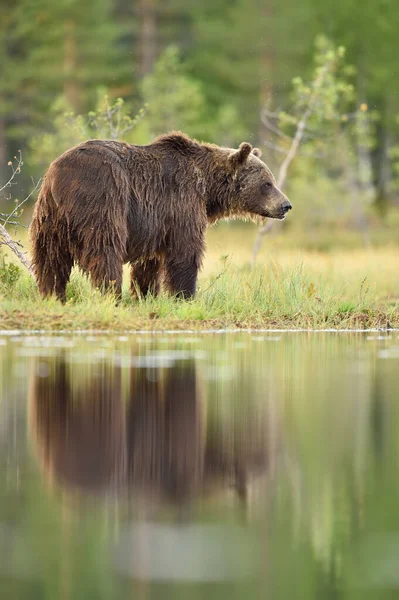 Urso Marrom Brejo Com Reflexão Água — Fotografia de Stock