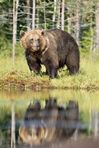 Grande Orso Bruno Maschio Alla Luce Del Giorno Palude — Foto Stock