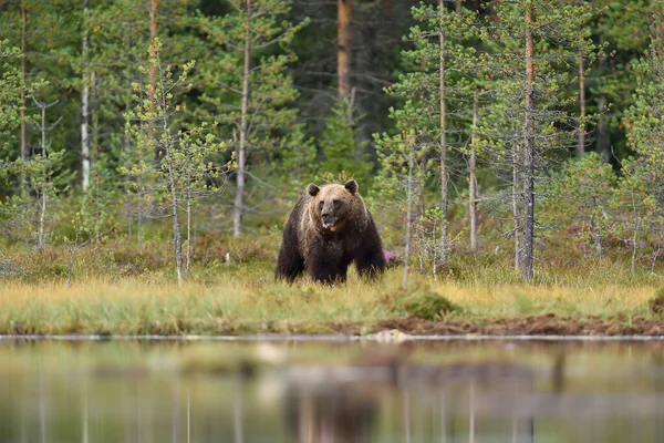 Бурый Медведь Водно Болотной Тайге Летом — стоковое фото