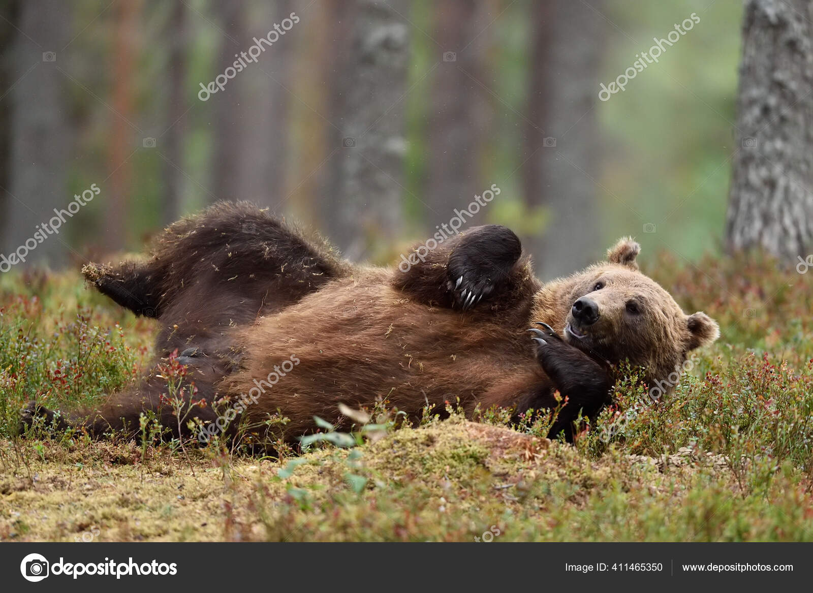 Imágenes de Big grizzly bear resting libres de derechos | DepositPhotos, image size:1600x1167