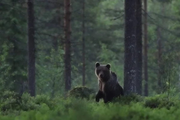 Braunbär Nachts Wald — Stockfoto