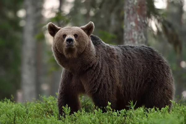 Velký Medvěd Hnědý Létě Lese — Stock fotografie
