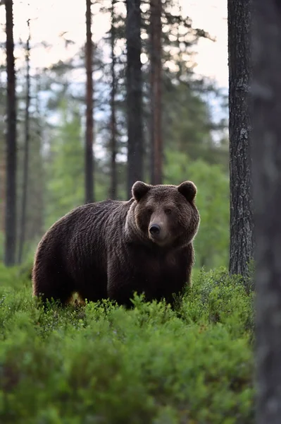 Бурый Медведь Ursus Arctos Лесу — стоковое фото