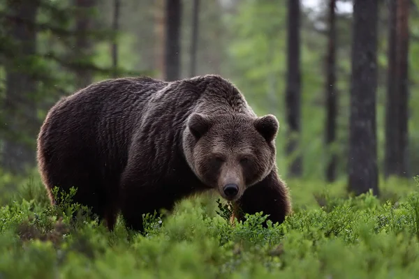Urso Marrom Pose Poderosa Floresta — Fotografia de Stock